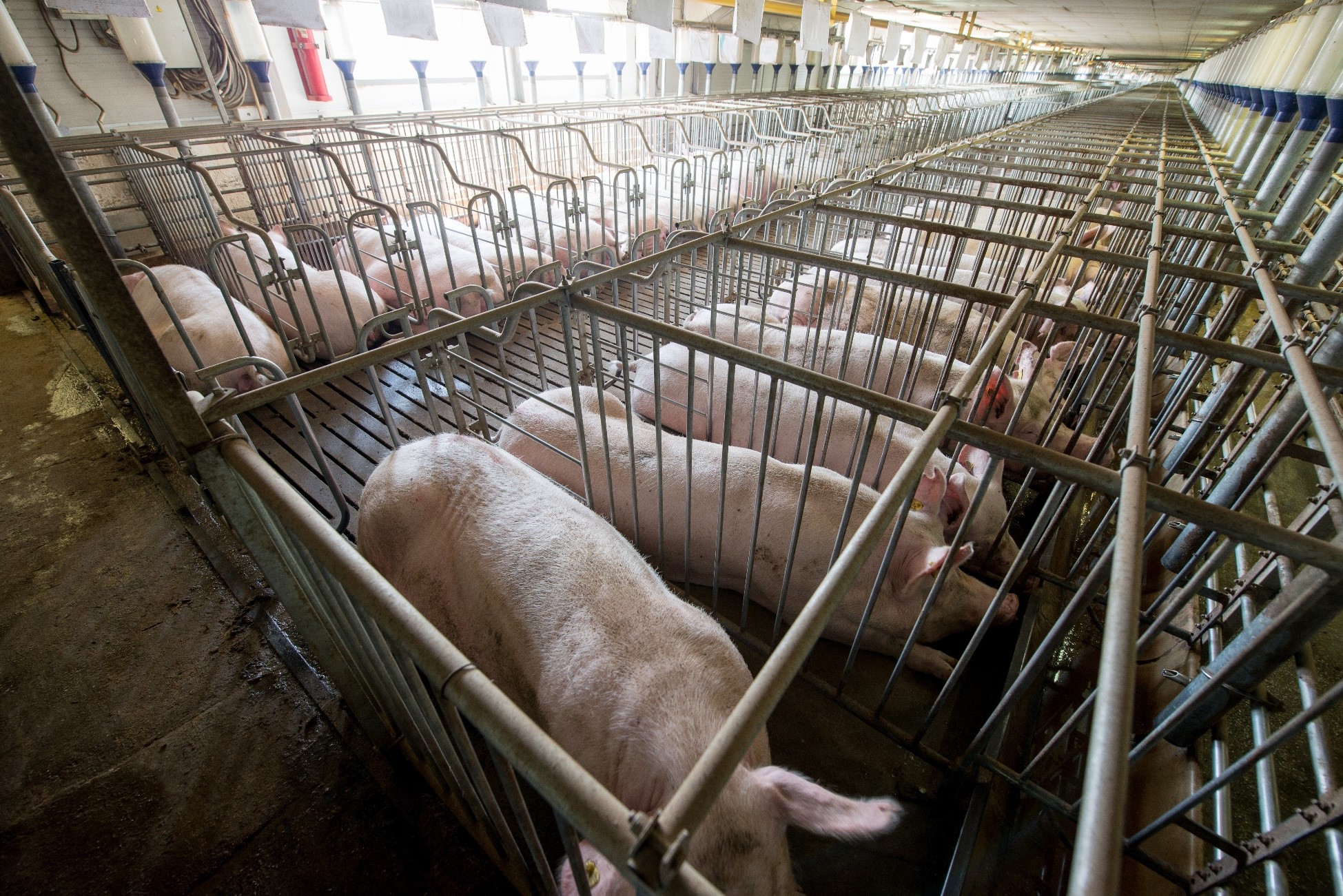 Insider NJ: A Proposal to Outlaw Gestation Crates with Common-Sense Approach